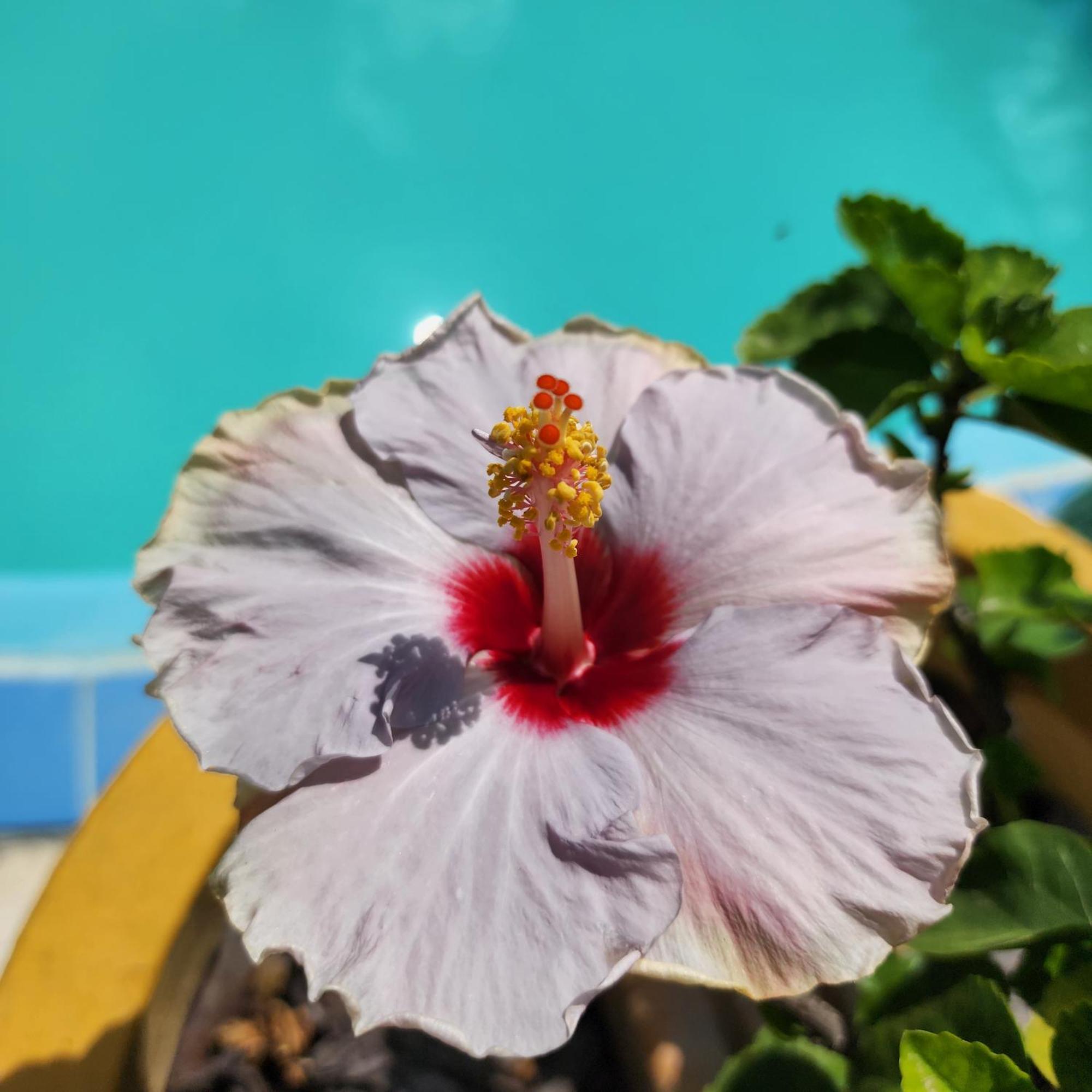 Mandala Dreams Pousada E Portal Holistico Maceió エクステリア 写真